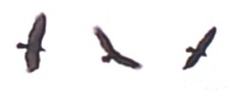 Sean Monaghan, Writer